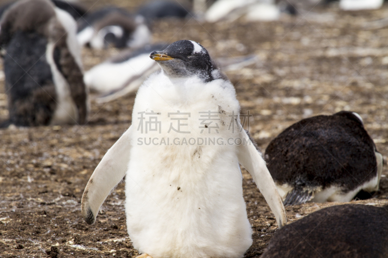 巴布亚企鹅,大群动物,bluff cove,南极,南半球,尾鳍,动物腹部,福克兰群岛,潜水挡板,南美