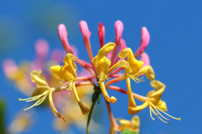 忍冬,温带的花,金银花科,自然,水平画幅,绿色,攀缘植物,无人,夏天,野生植物