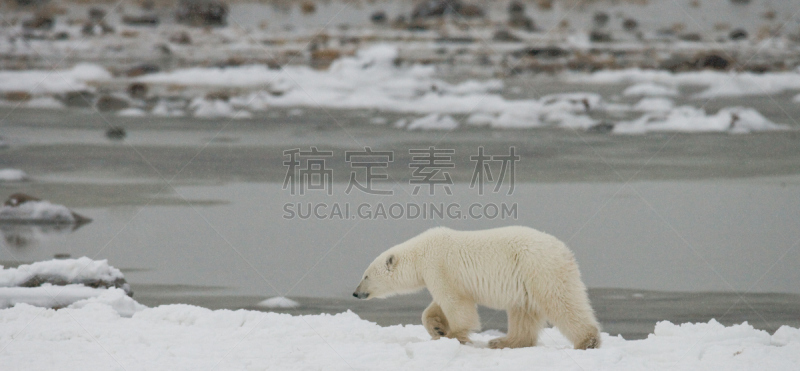 北极熊,冻原,风,暴风雨,国家公园,水平画幅,雪,无人,动物习性,野外动物