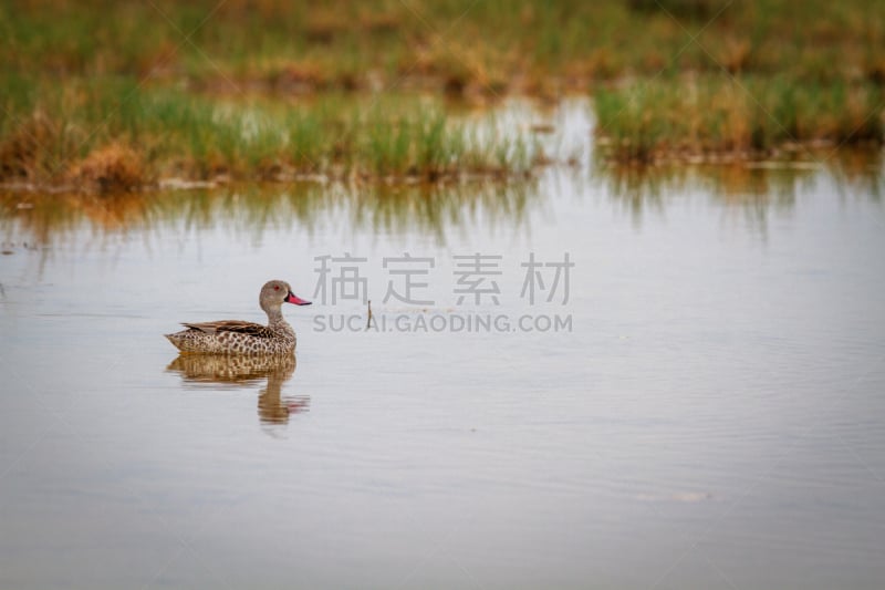 水鸭,斗篷,巴蒂斯角,非洲睡莲,角珊瑚,非洲野驴,南非部落,鹤嘴鸟,森林火灾,纳米比亚