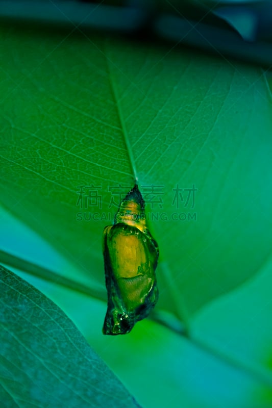 pipevine swallowtail butterfly,茧,凤尾蝶,垂直画幅,无人,2015年,动物,鳞翅类,节肢动物,昆虫