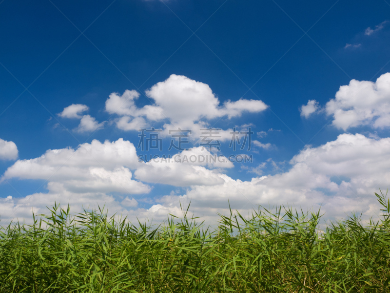 天空,夏天,足立区,苇地,留白,水平画幅,无人,蓝色,户外,植物