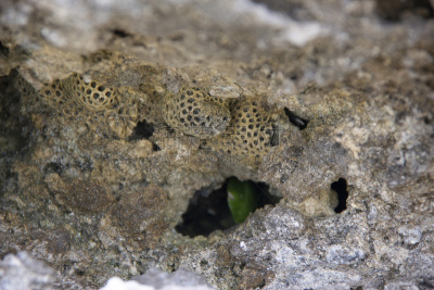 南太平洋,lifou island,石龙子,岛,纹理效果,自然界的状态,野生动物,环境,树荫,一只动物
