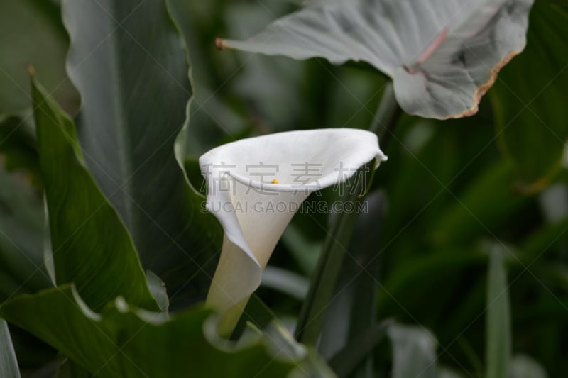 马蹄莲,美,水平画幅,无人,夏天,户外,特写,明亮,白色,植物