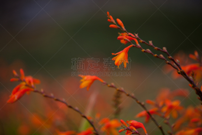 仅一朵花,crocosmia,橙色,野花,铜,水平画幅,无人,单子叶植物,花蕾,植物