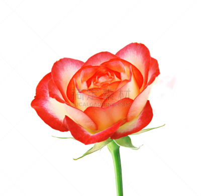 红色,分离着色,自然美,玫瑰,白色,水平画幅,特写,花束,熏衣草,清新