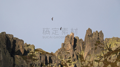 鹰,在上面,自然,天空,野生动物,食肉鸟,悬崖,水平画幅,地形,无人