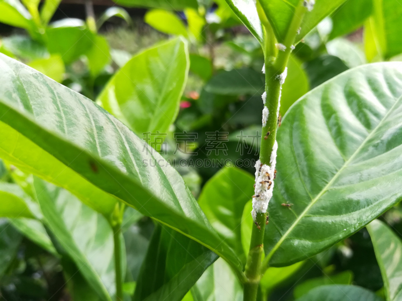蚂蚁,绿色,植物茎,水平画幅,无人,特写,棉,泰国,动物主题,白色