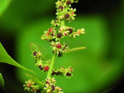 目黒区,草,春天,植物,夏天,户外,天空,园艺,晴朗,意大利