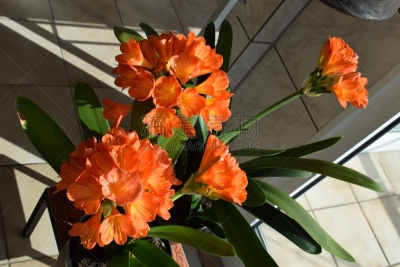 斜坡百合,自然,百合花,艾费尔高原,清新,图像,花朵,美,自然美,花瓣