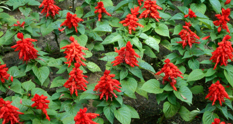 鼠尾草,红色,鸡尾酒,温带的花,公园,水平画幅,园艺,夏天,户外,生物学