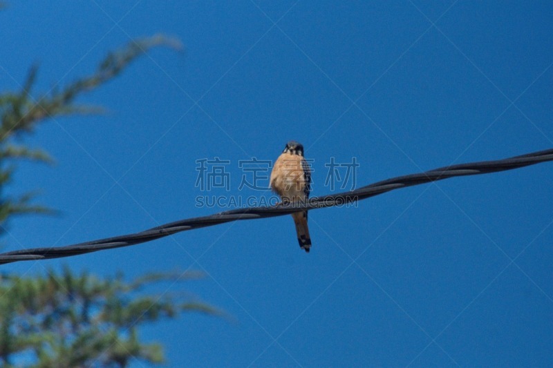 电力线,红隼,自然,乡村,拉丁美洲,图像,厄瓜多尔,鸟类,无人,南美