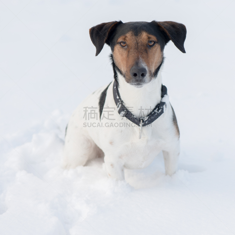 冬天,狗,福克斯猎狐犬,杰克拉瑟短腿犬,注视镜头,可爱的,雪,动物习性,户外,雄性动物