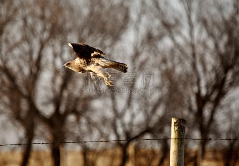 swainson's hawk,木桩,网栅栏,自然,野生动物,食肉鸟,水平画幅,鸟类,动物身体部位,张开翅膀