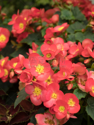 秋海棠,球兰类秋海棠科,垂直画幅,无人,日本,户外,红色,植物,庭院,东京