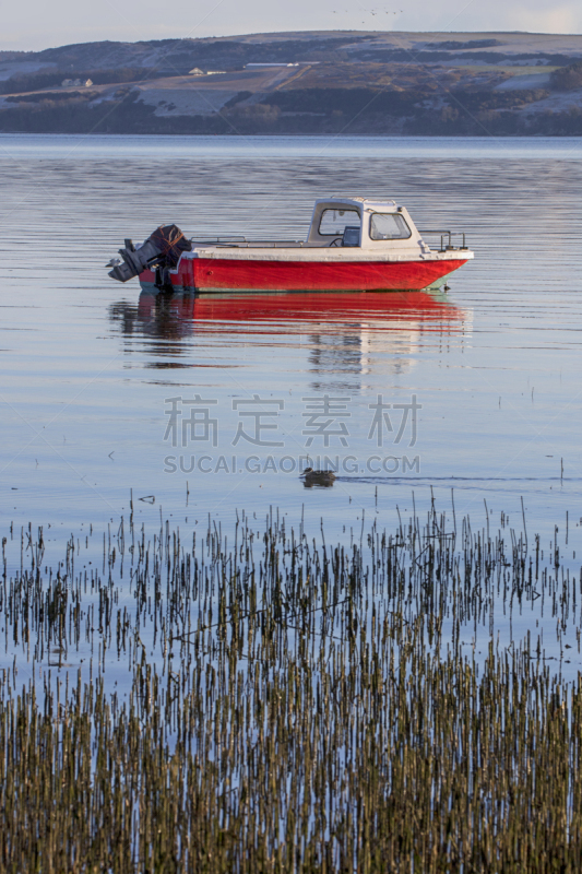 泰河,船,白色,红松,无人,垂直画幅,图像,户外,英国,宁静