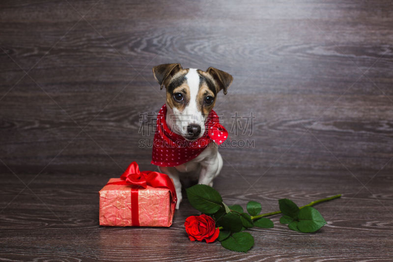 杰克拉瑟短腿犬,包装纸,福克斯猎狐犬,花色丝质大手帕,梗犬,短发,新的,水平画幅,玫瑰