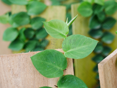 雏菊,墙,棍,园林,爬行无花果,无花果树,树篱,攀缘植物,篱笆,新生活