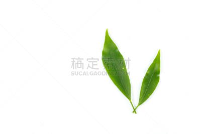 食品,有蔓植物,叶子,特写,酸,健康保健,自然界的状态,背景分离,药,泰国