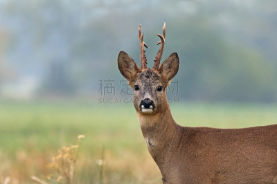 狍,特写,罗巴克湾,雄鹿,褐色,水平画幅,草坪,野外动物,户外,树林