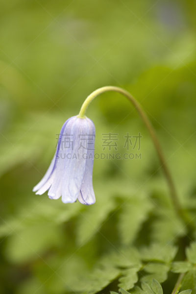 银莲花,特写,自然,垂直画幅,无人,园艺,春天,维管束,植物,2015年