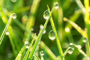 草坪,草,绿色,水,枝繁叶茂,早晨,夏天,图像,明亮,雨