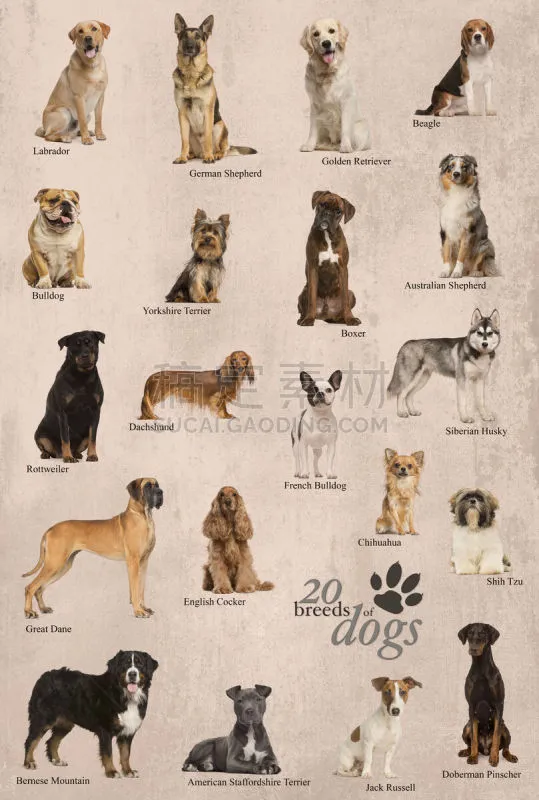 狗 英格兰 海报 纯种犬 彩色背景 法国 德国牧羊犬 英国小猎犬 脊椎动物 哺乳纲图片素材下载 稿定素材