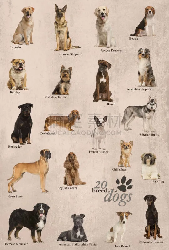 狗 英格兰 海报 纯种犬 彩色背景 法国 德国牧羊犬 英国小猎犬 脊椎动物 哺乳纲图片素材下载 稿定素材 狗 英格兰 海报 纯种犬 彩色背景 法国 德国牧羊犬 英国小猎犬 脊椎动物 哺乳纲图片素材下载 稿定素材