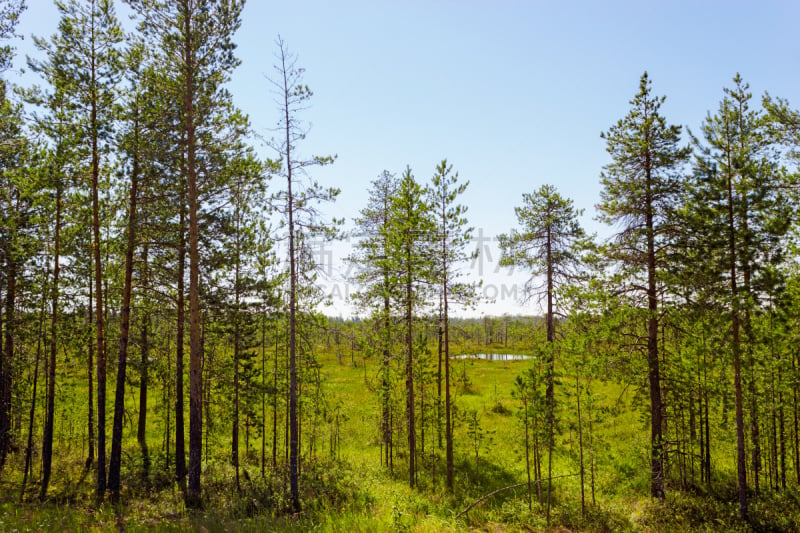 swamp and forest