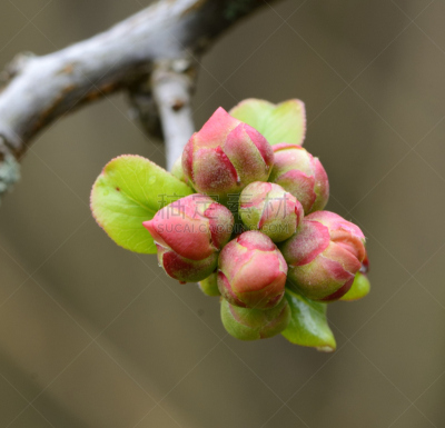 温柏,花蕾,皱皮木瓜,水平画幅,无人,英国,花朵,摄影