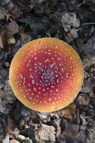 蘑菇,鹅膏菌,摄像机拍摄角度,垂直画幅,圆形,秋天,无人,有毒生物体,毒蝇菇,斑点