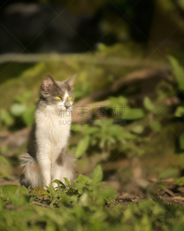 哥伦比亚,野猫,马格达莱纳部,杂种猫,自然,垂直画幅,留白,无人,猫科动物,户外