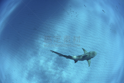 澳大利亚,requiem shark,水平画幅,无人,大西洋,水下,短吻柠檬鲨,海底,海洋,巴哈马国