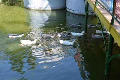 绿色,池塘,野外动物,自然美,水,冬季运动,乌克兰,翅膀,雄性动物,全国大学生体育协会