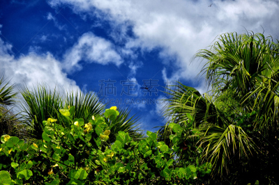 沙子,海滩,红树,荒岛,水平画幅,沙滩派对,无人,夏天,户外,泳装