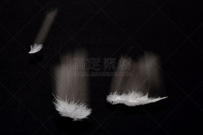 白色,翎毛,三个物体,水平画幅,鸟类,运动模糊,追焦摄影,黑色背景,长时间曝光,在活动中