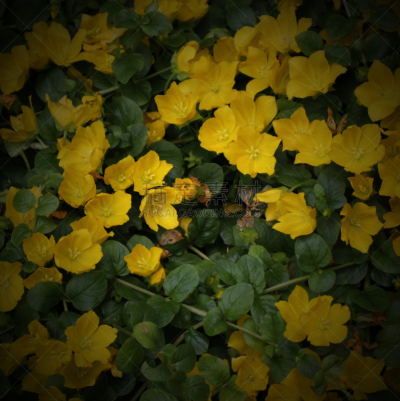 花坛,gold lysimachia,珍珠菜,中景,影像年代,2000到2009,报春花科,垂直画幅,温带的花,留白