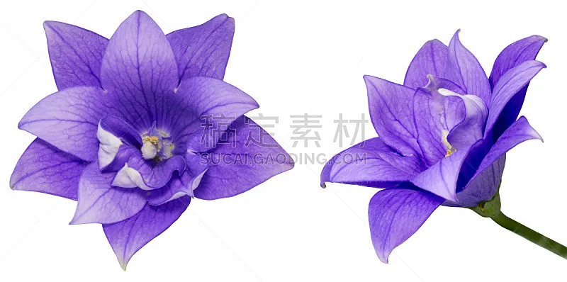 桔梗花 自然 植物 水平画幅 无人 蓝色 紫色 全景 摄影 花图片素材下载 稿定素材 桔梗花 自然 植物 水平画幅 无人 蓝色 紫色 全景 摄影 花图片素材下载 稿定素材