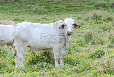 婆罗门圣牛,昆士兰州,白色,澳大利亚,牧场,婆罗门,乳牛场,水平画幅,无人,户外