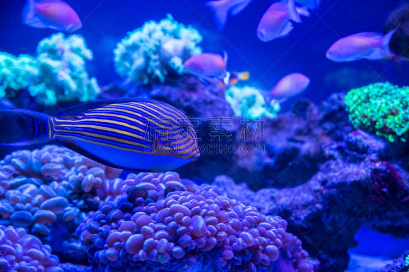 珊瑚,水下,藻类,水,蓝色,自然美,背景,热带鱼,迈阿密水族馆,山脊