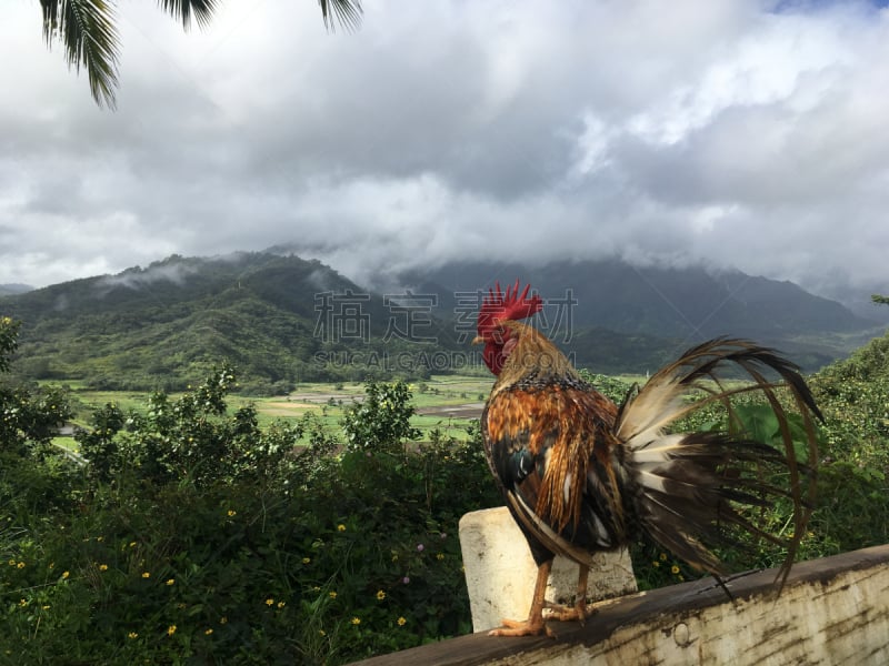 哈纳雷山谷,雨,公鸡,夏威夷,考艾岛,从上面看过去,在上面,山,美国,水平画幅