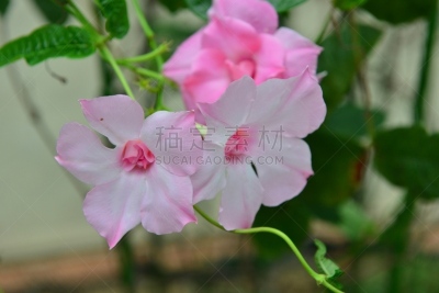 仅一朵花,红蝉花,有蔓植物,水平画幅,秋天,无人,夏天,天鹅绒,红色,白色