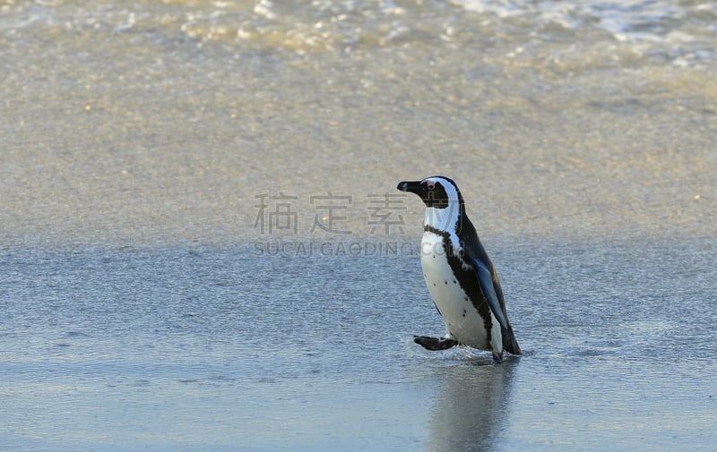 非洲企鹅,黑脚族,水,水平画幅,沙子,鸟类,企鹅,动物身体部位,野外动物,户外