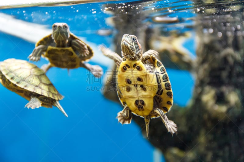 海龟,动物群,水族馆,鱼缸,鳖,自然,在下面,水,野生动物,游泳