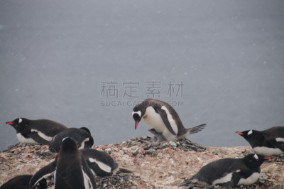 库佛维尔岛,南极洲,巴布亚企鹅,可爱的,野生动物,雪,动物,鸟类,鹅卵石,背景