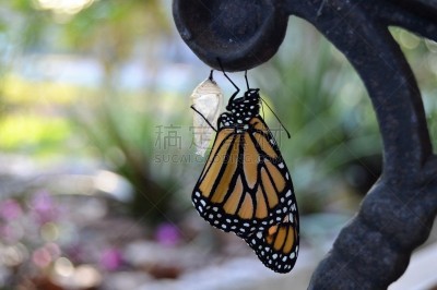 新生活,开端,黑脉金斑蝶,春天,美国,水平画幅,无人,墨西哥湾沿岸国家,佛罗里达,昆虫