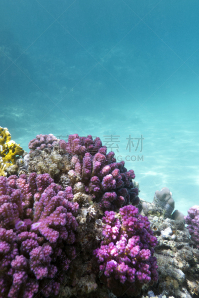 礁石,海洋,珊瑚,粉色,鸡尾酒,垂直画幅,水,珊瑚色,水肺潜水,水下