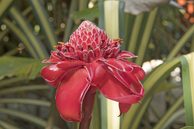 雨林,姜花,tortuguero national park,里蒙省,热带的花,哥斯达黎加,美,中美洲,水平画幅,无人