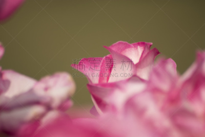 玫瑰,水平画幅,无人,红鼻子日,花头,花朵,鲜花盛开,花瓣,印度,摄影