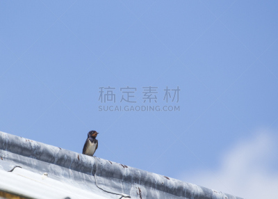 燕子,水平画幅,无人,2015年,动物,鸟类,欧亚家燕,等,摄影,栖息